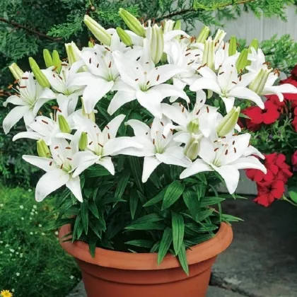 Ľalia Ivory Pixie - Lilium - cibuľa ľalia - 1 ks