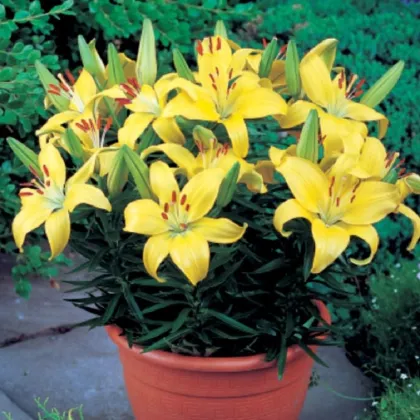 Ľalia Bright Pixie - Lilium - cibuľa ľalia - 1 ks