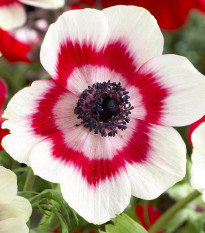 Sasanka Bicolor - Anemone - hľuzy sasanky - 3 ks