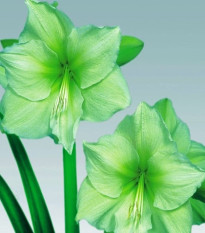 Zornica Limona - Hippeastrum - cibuľa zornice - 1 ks