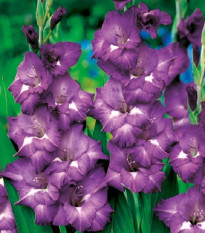 Mečík Blue Isle - Gladiolus - hľuzy mečíka - 3 ks