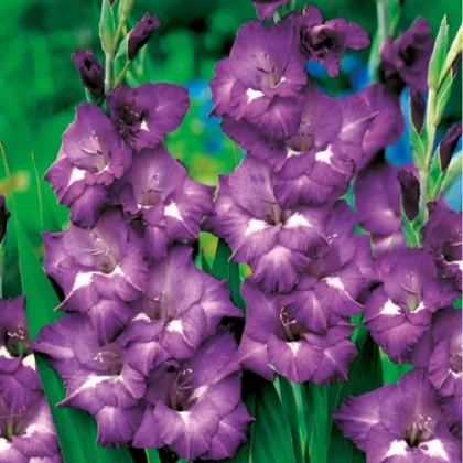 Mečík Blue Isle - Gladiolus - hľuzy mečíka - 3 ks