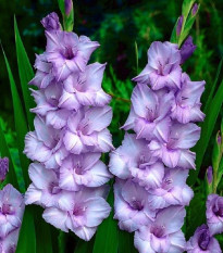 Gladiola modrý Tropik – Gladiolus Tropic – hľuzy mečíka