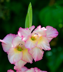 Gladiola Priscilla - Gladiolus - hľuzy mečíka - 3 ks