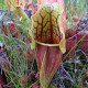 Saracénia purpurová extra veľká - Sarracenia purpurea - semená - 12 ks