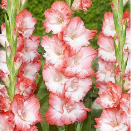 Gladiola Pink Lady - Gladiolus - hľuzy mečíka - 3 ks