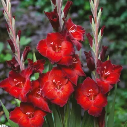 Gladiola Azuro - Gladiolus - hľuzy mečíka - 3 ks