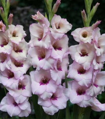 Gladiola Venezia - Gladiolus - hľuzy mečíka - 3 ks