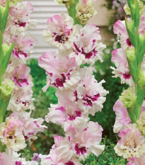 Gladiola Dreamy Creamy - Gladiolus - hľuzy mečíka - 3 ks