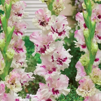 Gladiola Dreamy Creamy - Gladiolus - hľuzy mečíka - 3 ks