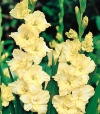 Gladiola Banana Ruffle - Gladiolus - hľuzy mečíka - 3 ks