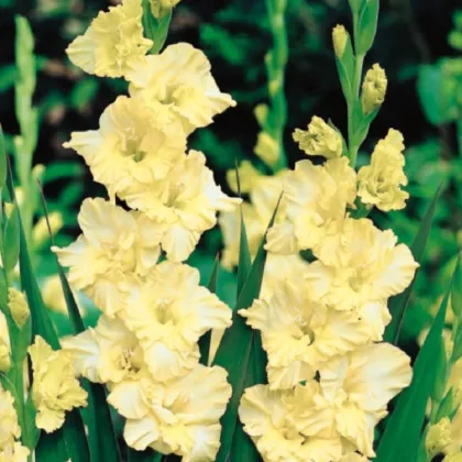 Gladiola Banana Ruffle - Gladiolus - hľuzy mečíka - 3 ks