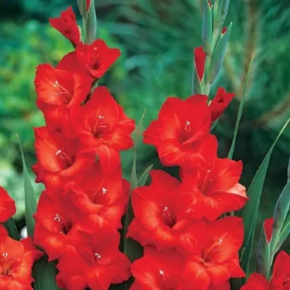 Gladiola Mascagni - Gladiolus - hľuzy mečíka - 3 ks