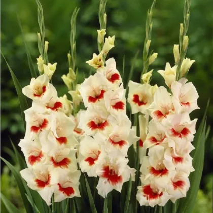 Gladiola Ajax - Gladiolus - hľuzy mečíka - 3 ks