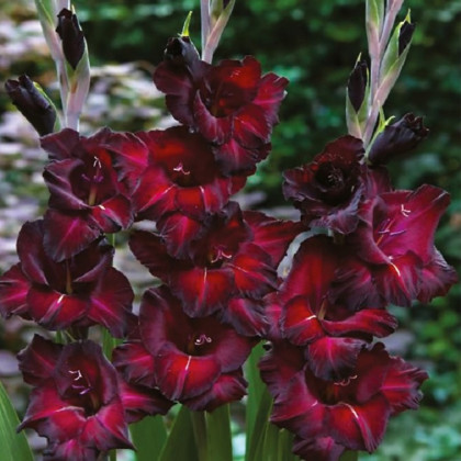Gladiola Black Surprise - Gladiolus - hľuzy mečíka - 3 ks