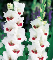 Gladiola Fiorentina - Gladiolus - hľuzy mečíka - 3 ks