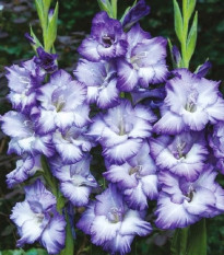 Gladiola Blue Storm - Gladiolus - hľuzy mečíka - 3 ks