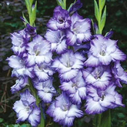 Gladiola Blue Storm - Gladiolus - hľuzy mečíka - 3 ks