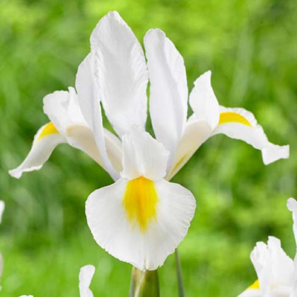 Kosatec White Excelsior - Iris hollandica - cibule kosatca - 3 ks
