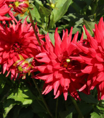 Georgína Pigmy červená - Dahlia Pigmy - cibuľoviny - 1 ks