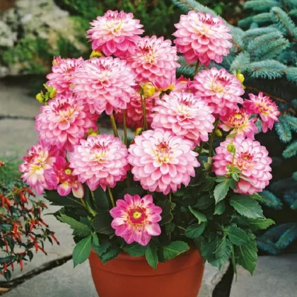 Georgína Melody Dixie - Dahlia - hľuzy georgíny - 1 ks