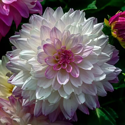 Georgína Melody Dixie - Dahlia - hľuzy georgíny - 1 ks