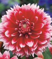 Georgína Red and White Fubuki - Dahlia - hľuzy georgíny - 1 ks