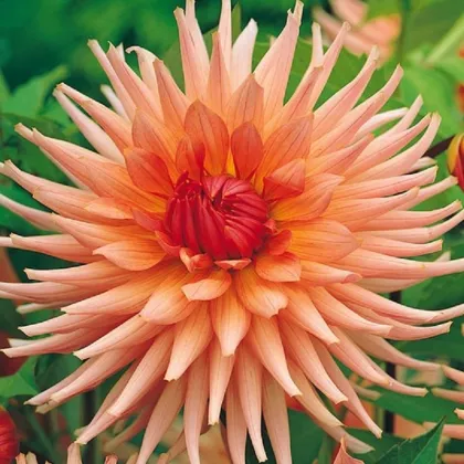 Georgína Preferencie - Dahlia - hľuzy georgíny - 1 ks