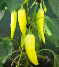 Paprika Sweet Banana - Capsicum annuum - semená papriky - 7 ks