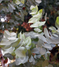 Eukalyptus Silver dollar - Blahovičník - Eucalyptus cinerea - semená eukalyptu - 7 ks