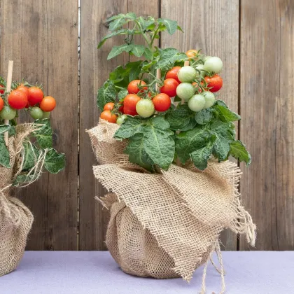 Paradajka kríčková balkónová Tomfall - Solanum lycopersicum - semená paradajky - 20 ks