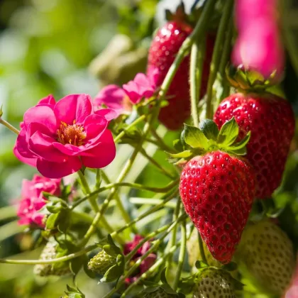 Jahodník Summer Breeze Cherry F1 - Fragaria - semená jahodníka - 10 ks