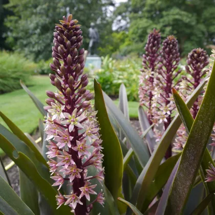 Chocholatica bodkovaná - Eucomis comosa - cibuľa chocholatice - 1 ks