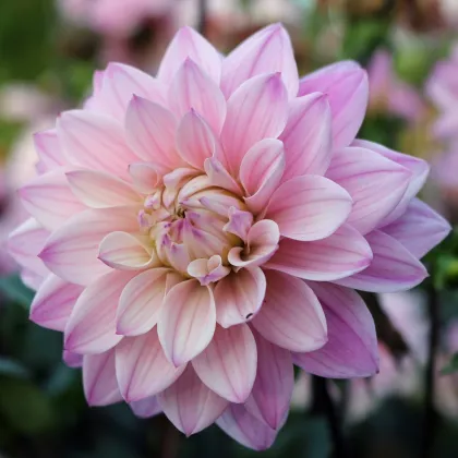 Georgína Melody Harmony - Dahlia - hľuzy georgíny - 1 ks