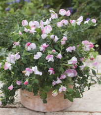 Hrachor vonný zakrpatený Cupid Pink - Lathyrus odoratus - semená hrachora - 12 ks