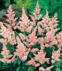 Astilba Peach Blossom - Astilbe japonica - hľuzy astilby - 1 ks