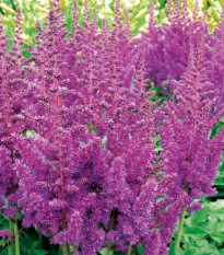 Astilba modrá - Astilbe - hľuzy astilby - 1 ks