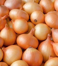 Cibuľa sadzačka žltá Hercules jarná - Allium cepa - cibuľky - 500 g