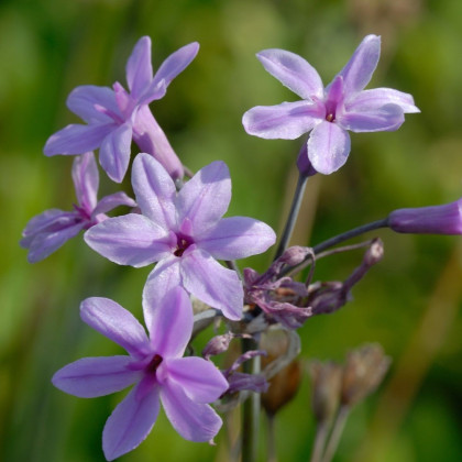 Cesnak divoký BIO - Allium sativum - bio cibuľa cesnaku - 1 ks