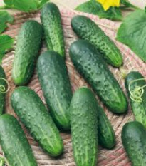 Uhorka Najada F1 - Cucumis sativus - semená uhorky - 15 ks