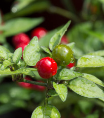 Chilli Tepin - Capsicum Annuum - semená - 7 ks