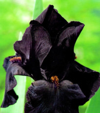 Kosatec Black Night - Iris germanica - hľuzy kosatca - 1 ks