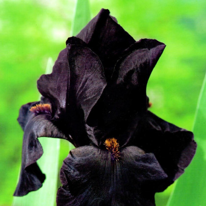 Kosatec Black Night - Iris germanica - hľuzy kosatca - 1 ks