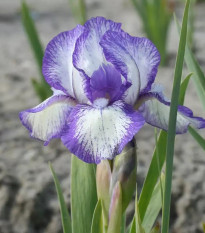 Kosatec Petit Polka - Iris pumila - hľuzy kosatca - 1 ks