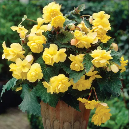 Begónia žltá - Begonia Pendula maxima - hľuzy begónie - 2 ks