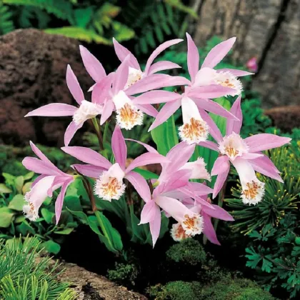 Plejonka - Pleione formosana - hľuzy plejonky - 1 ks