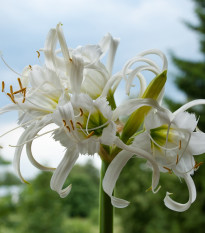 Peruánsky narcis Festalis – Ismena – pestovanie exotických kvetov