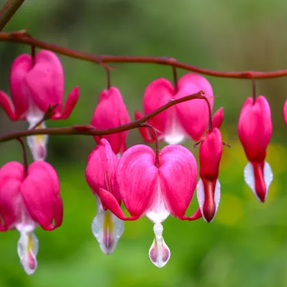 Srdcovka nádherná - Dicentra spectabilis - hľuzy srdcovky - 1 ks