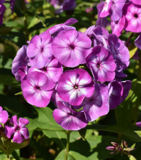 Plamienka Laura - Phlox - voľnokorenné sadenice plamienky - 1 ks