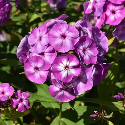 Plamienka Laura - Phlox - voľnokorenné sadenice plamienky - 1 ks